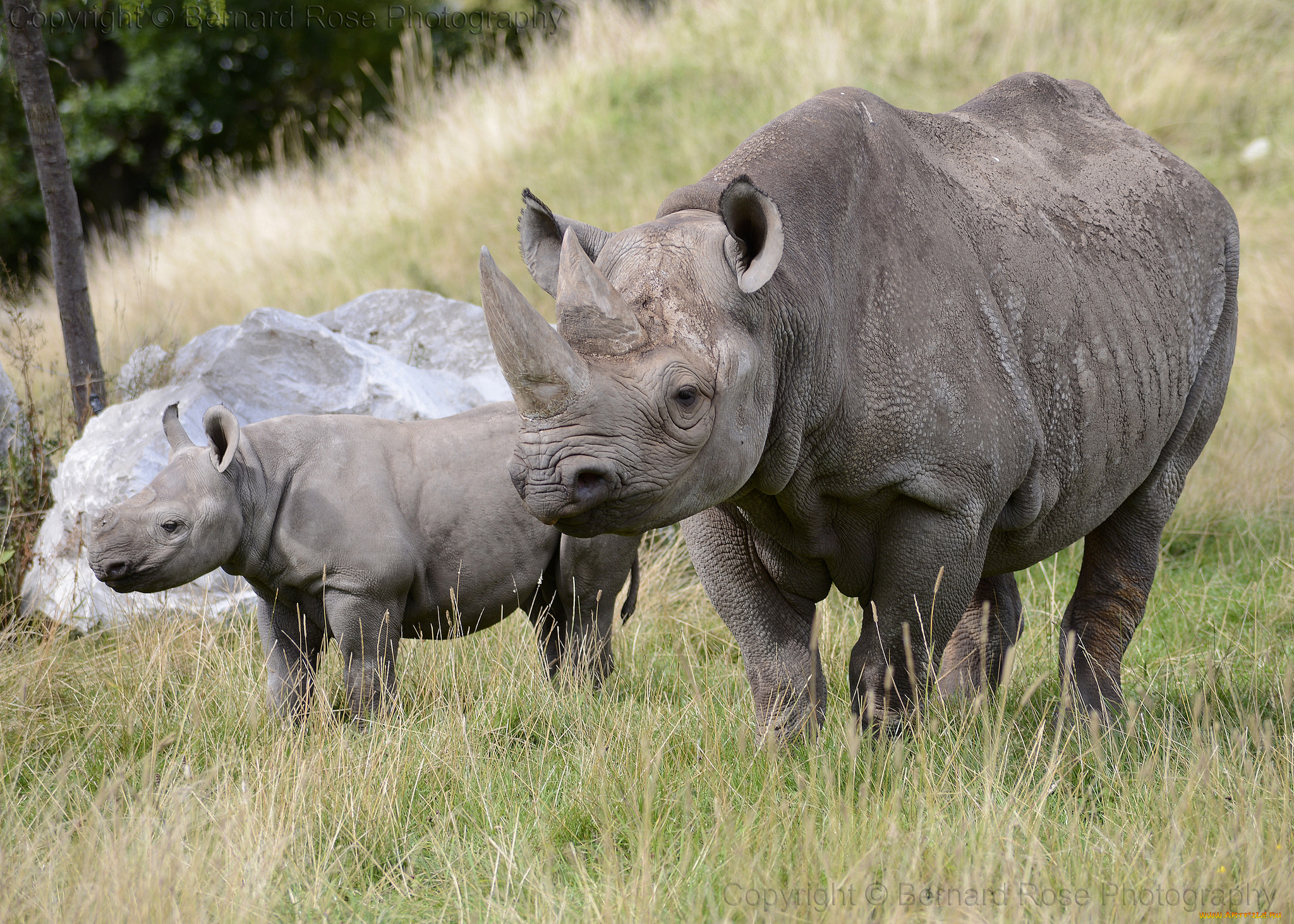 Как называют носорога. Двурогий носорог. Детеныш носорога. Карликовый носорог. Белый носорог детеныш.